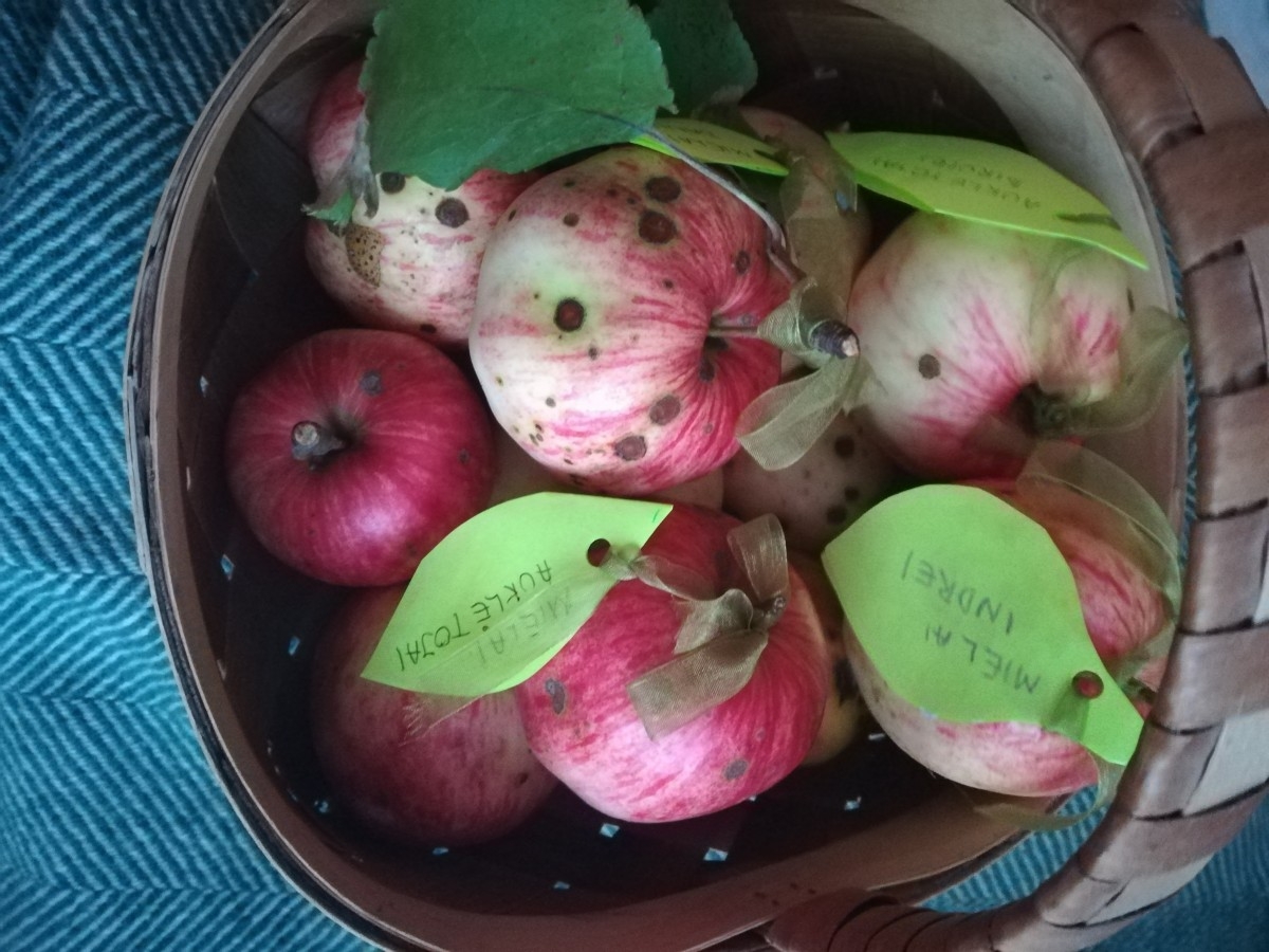 Dovana mokytojai obuoliai